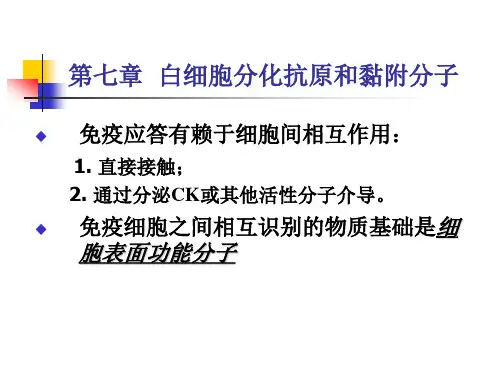 CD分子和粘附分子