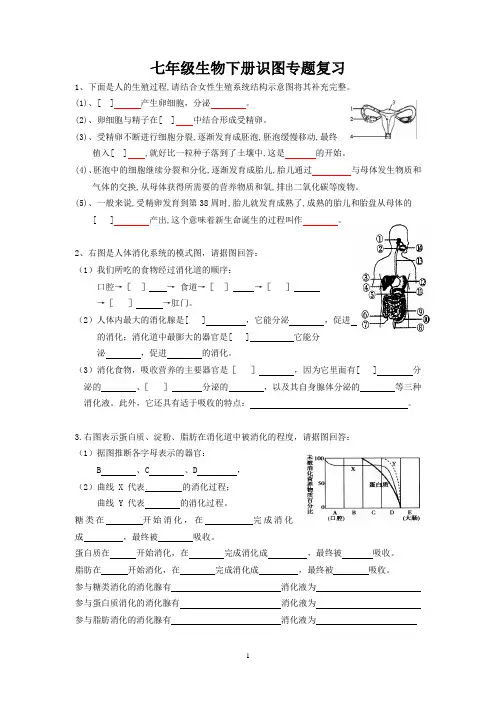 人教版七年级生物下册识图专题复习
