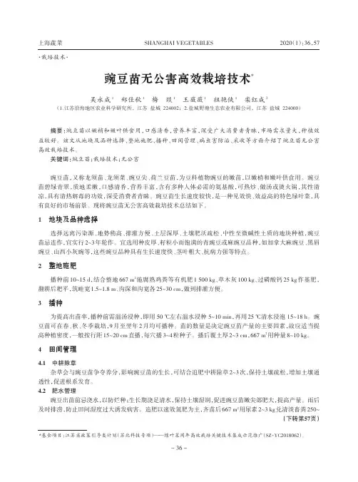 豌豆苗无公害高效栽培技术