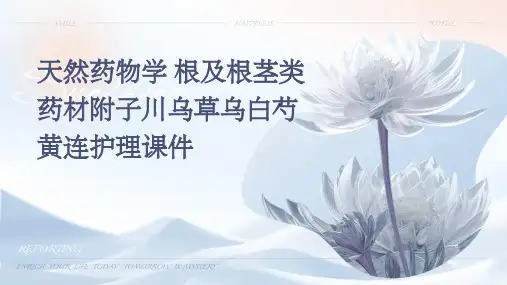 天然药物学 根及根茎类药材附子川乌草乌白芍黄连护理课件