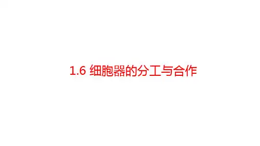 2025届高考生物一轮复习：1.6 细胞器间的分工合作
