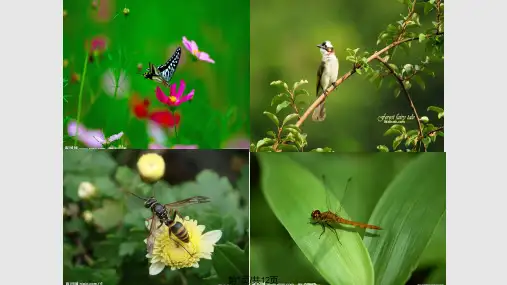 小小科学家PPT课件