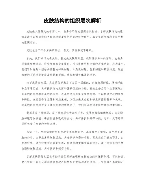 皮肤结构的组织层次解析