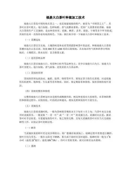 福鼎大白茶叶种植加工技术