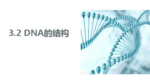 【公开课件】DNA的结构+课件高一下学期+生物人教版必修二