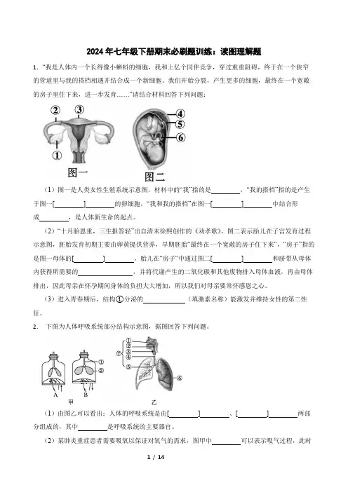 2023-2024学年人教版生物七年级下册期末必刷题训练：读图理解题