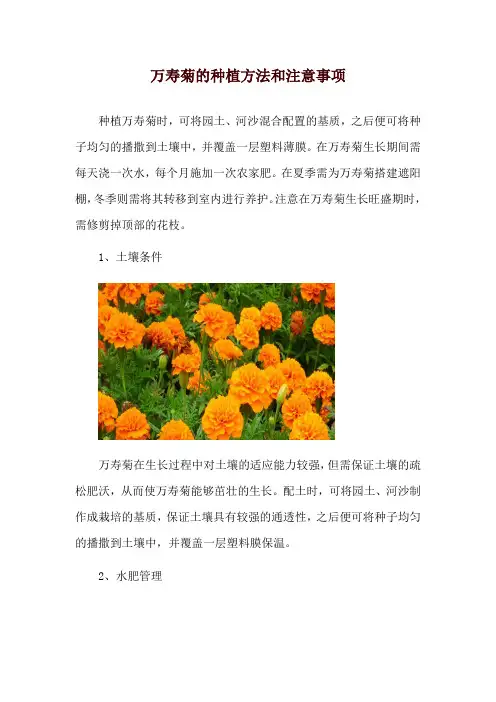 万寿菊的种植方法和注意事项