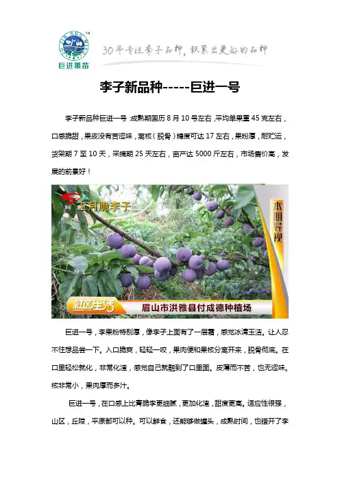 李子新品种-----巨进一号