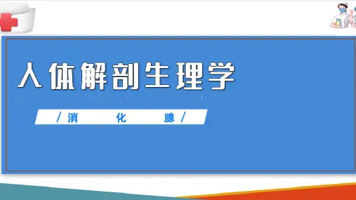 消化系统(人体解剖生理学课件)