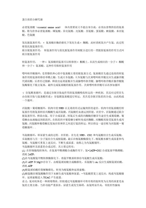 蛋白质的分解代谢