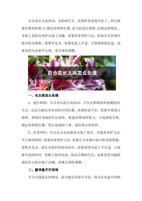 百合花长太高怎么处理,百合徒长能导致不开花吗