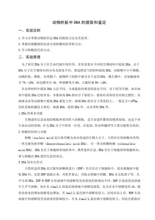 动物肝脏中dna的提取和鉴定