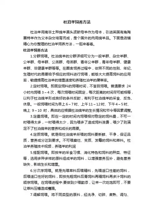 杜泊羊饲养方法