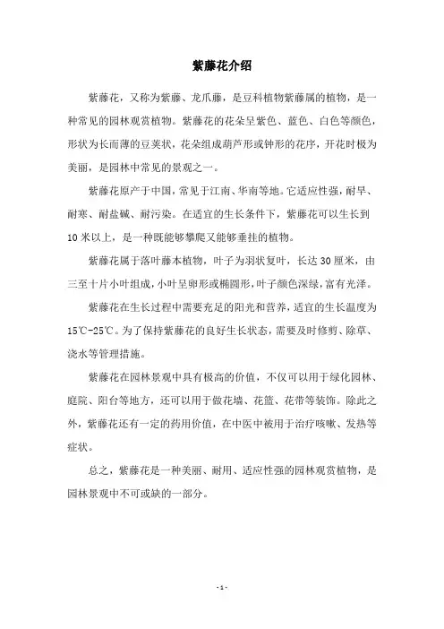 紫藤花介绍