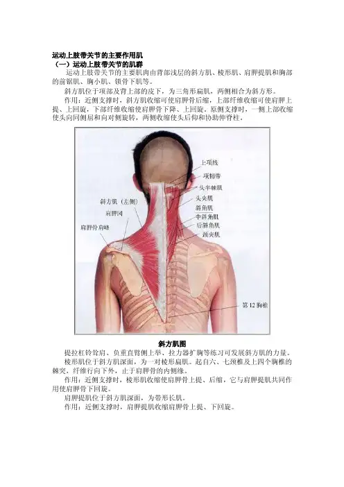 第二节运动上肢带关节的主要作用肌
