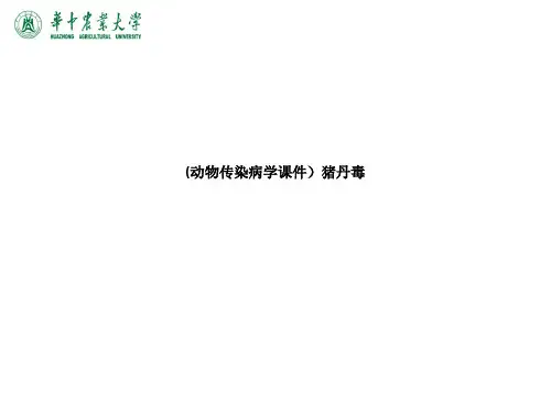 (动物传染病学课件)猪丹毒