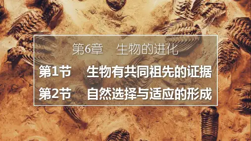 高三生物一轮复习课件生物的进化6.16.2