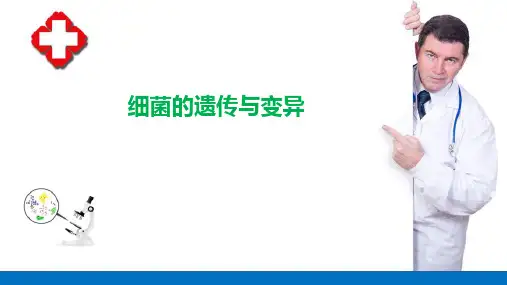 细菌的基础知识—细菌的遗传与变异