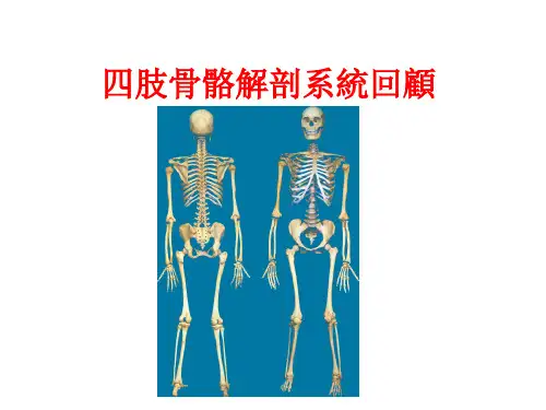 四肢骨骼解剖基础知识