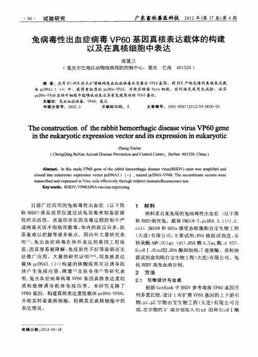 兔病毒性出血症病毒VP60基因真核表达载体的构建以及在真核细胞中表达