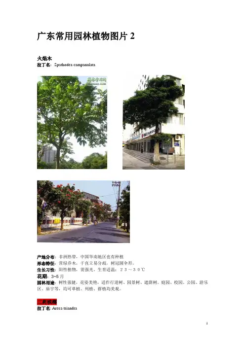 广东常用园林植物图片2