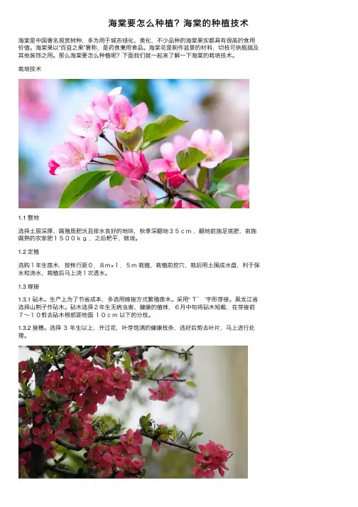 海棠要怎么种植？海棠的种植技术