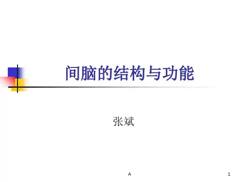 丘脑结构及功能18654