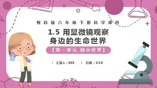 用显微镜观察身边的生命世界PPT课件
