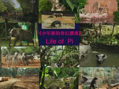 《少年派的奇幻漂流》赏析观后感