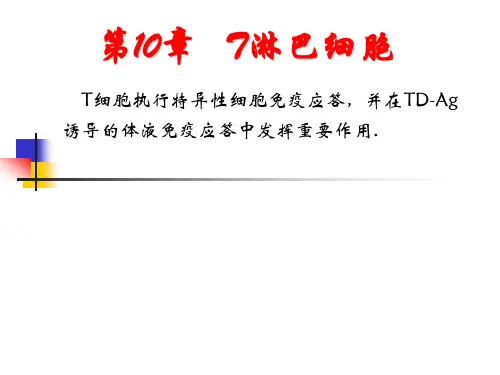 10T淋巴细胞