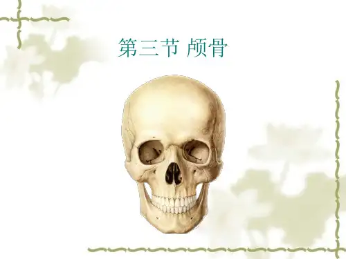 人体解剖学：颅骨