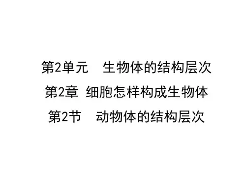 人教版七年级上册生物第二单元第二章第2节  动物体的结构层次