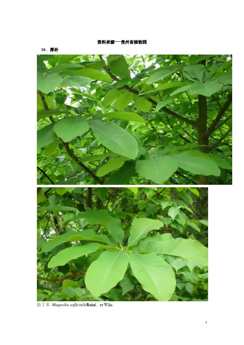 贵州珍稀野生植物3