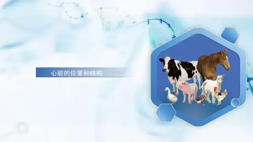 心脏课件(共14张PPT)《畜禽解剖生理(第四版)》同步教学(高教版)