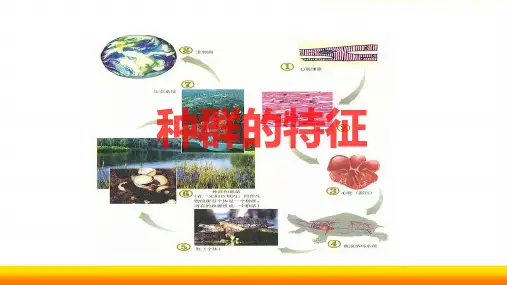 高中生物种群的特征公开课PPT课件