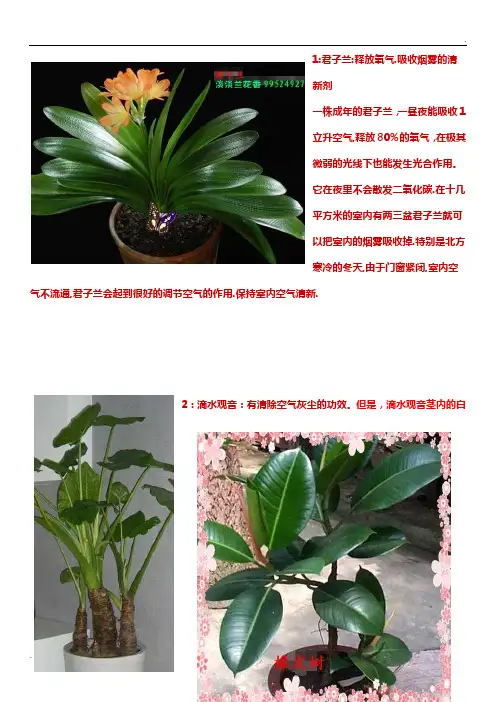 14种适合在室内摆放的植物、盆景。