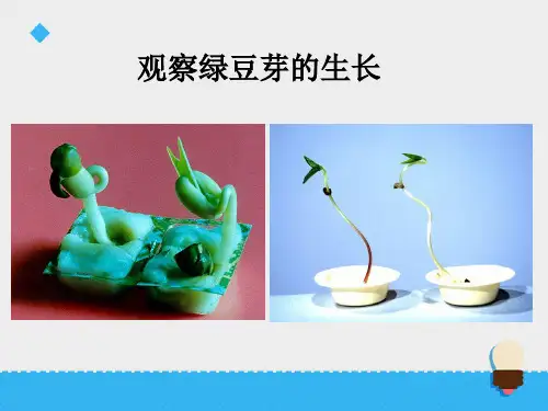 (完整)五级上册科学课件观察绿豆芽的生长∣教科版精品PPT资料精品PPT资料