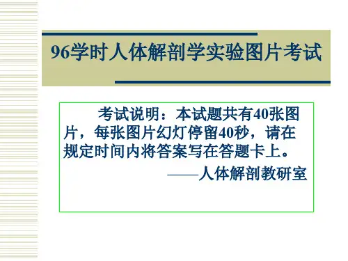 《系统解剖学》人体解剖学实验图片考试