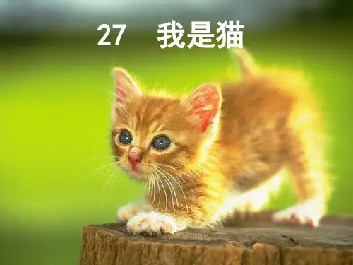 我是猫PPT课件