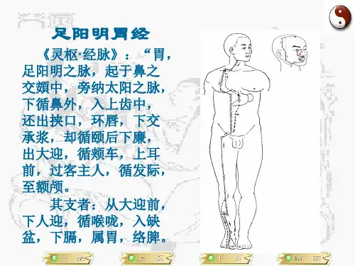 足阳明胃经
