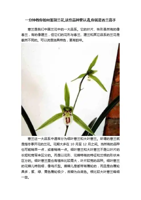 一分钟教你如何鉴别兰花,这些品种要认清,你就是养兰高手