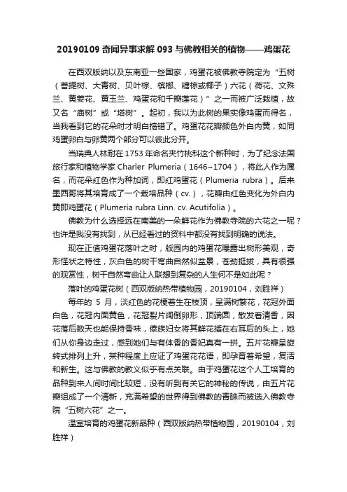 20190109奇闻异事求解093与佛教相关的植物——鸡蛋花