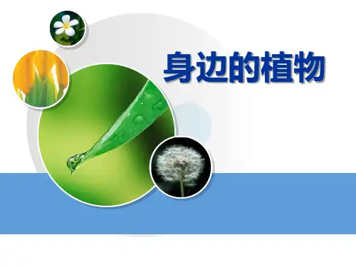 湘教版三年级上册科学《身边的植物》身边的动植物PPT说课教学