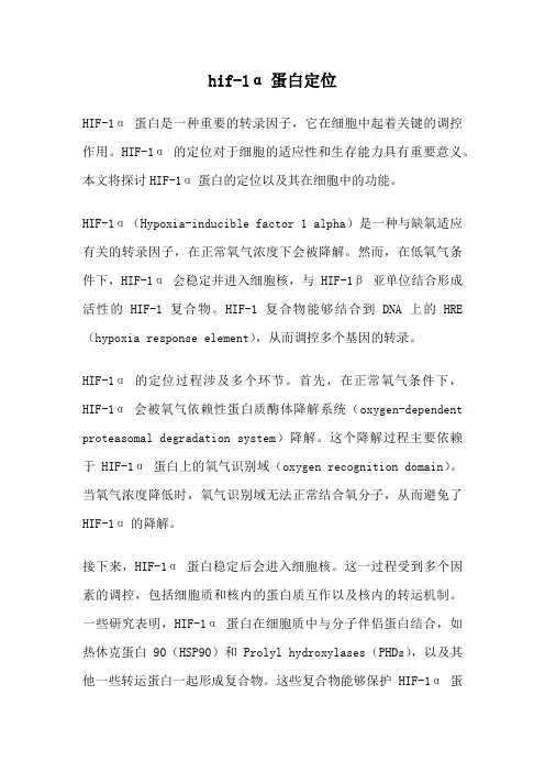 hif-1α蛋白定位