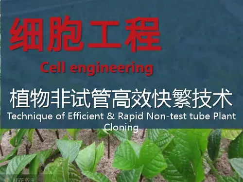 植物组培高效快繁技术ppt