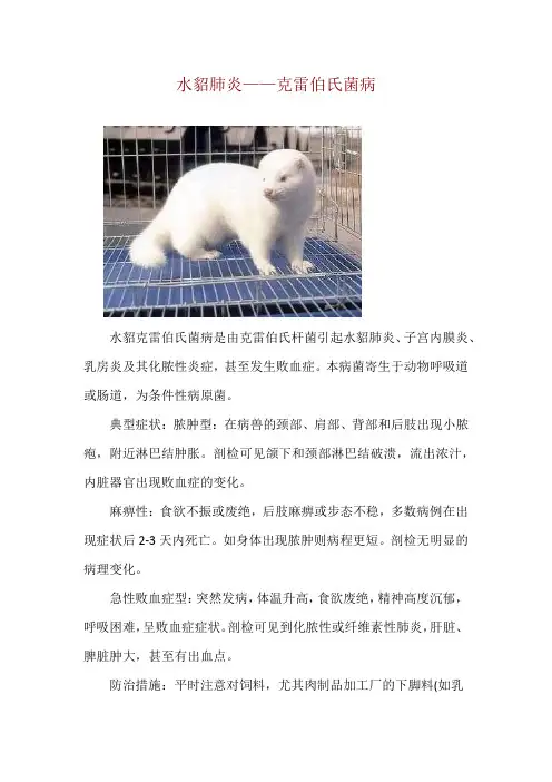 水貂肺炎——克雷伯氏菌病