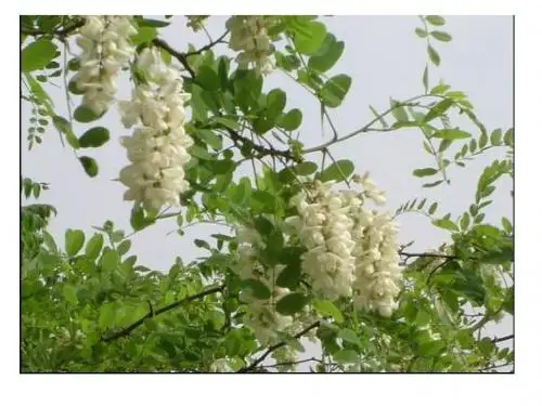 槐乡的孩子PPT精品课件