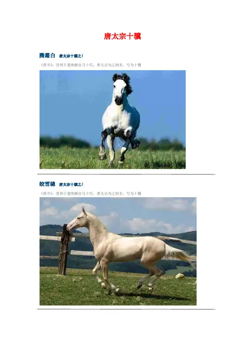 中国名马之唐太宗十骥