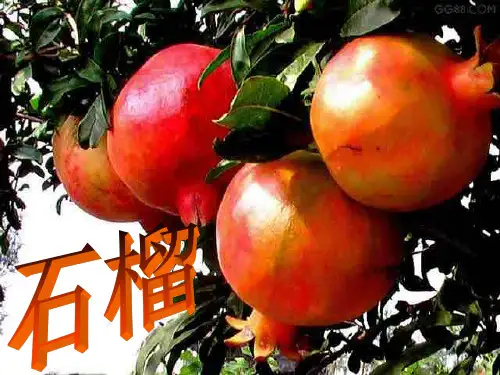 苏教版三上语文16石榴