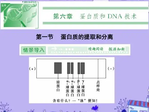 高中生物 6.1 蛋白质的提取和分离课件 中图版选修1